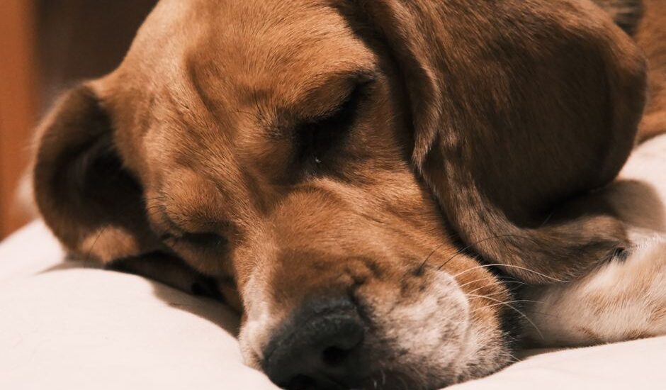 Ortosomnia ve uyku takip cihazı kullanımı