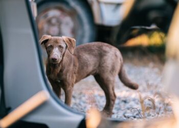 Köpek korkusu yaşayan bir kişi ve bir köpek