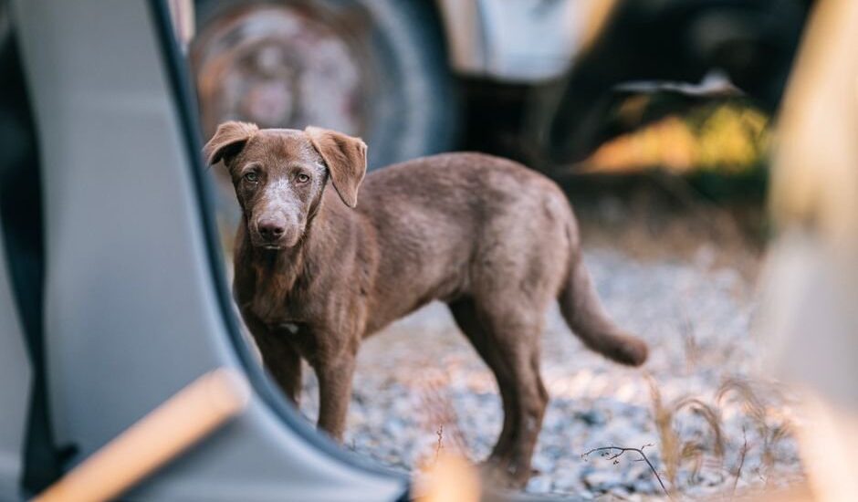 Köpek korkusu yaşayan bir kişi ve bir köpek